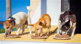 狗主人储存犬粮经常犯的七种错误，只有做好储存，它才能吃得放心