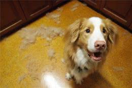 狗狗脱毛的原因有哪些？怎么防治狗狗脱毛？手把手教你解决