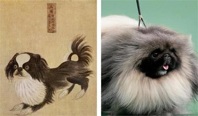 百年前的宠物狗什么样？很多人没想到