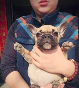 为什么说法国斗牛犬“难养”？这5点，养过的都深有体会