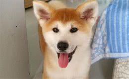 秋田犬怎么训练性格秋田犬的训练要点