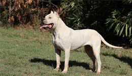 阿根廷杜高犬简介