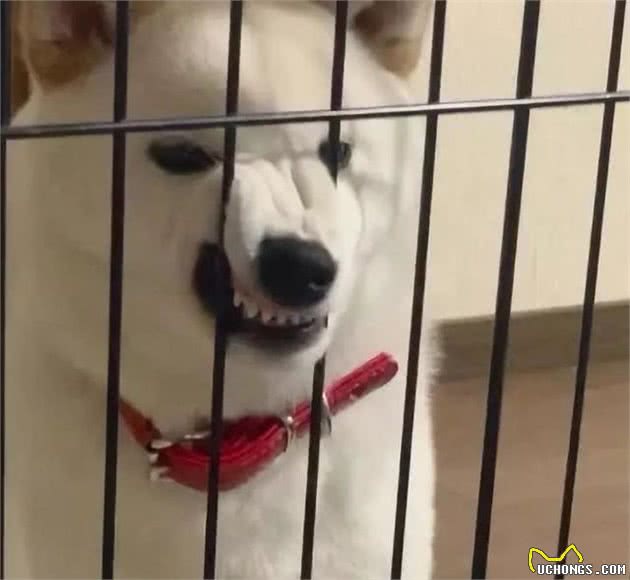 狗狗犯错后，如何惩罚最有用？机灵的铲屎官都会这样做！
