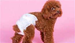 狗狗生理期要注意这些事，家有母狗的主人，需要多注意这个问题