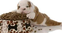 犬护食该不应打，盲目教训不可去，要获得正确的方法