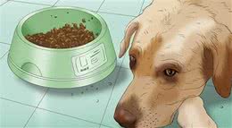 关于犬的胃炎