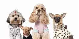 狗狗出现这几种行为必须要注意了，多是身体出问题了！