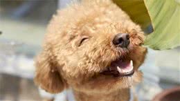 保持狗狗牙龈口腔健康的好办法你知道吗？