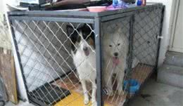 不要再让小狗进冷冰冰的笼子里睡觉啦，软软的暖暖的狗窝更适合！