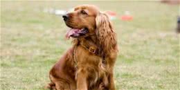 养好可卡犬，你不可不知道的小秘密