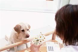 狗狗也会来大姨妈？你没听错，但可别和女朋友的搞错