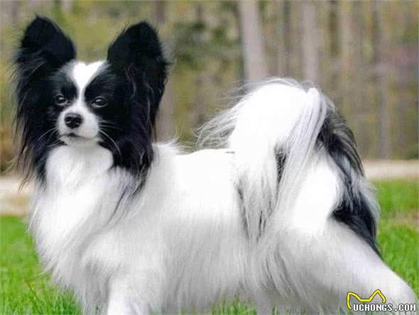 蝴蝶犬的毛发枯燥打结，怎么办？需知的蝴蝶犬毛发美容流程
