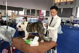 全国各地600多只狗狗在汉选美，想当冠军不太容易