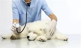 例行公事！狗狗体检不可少