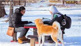 秋田犬为什么禁养？城市禁止饲养的30个犬种有哪些！