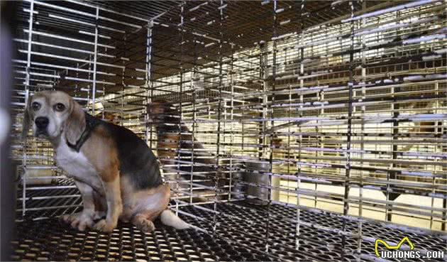 比格犬为什么被国际公认为最好的实验犬？