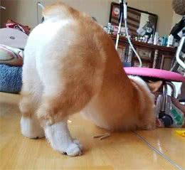 柯基被腊肠犬强上，三个月后生下一只独子，主人看了差点笑到岔气