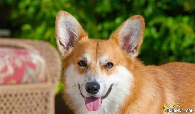 充满活力、友好、勇敢大胆的威尔士柯基犬