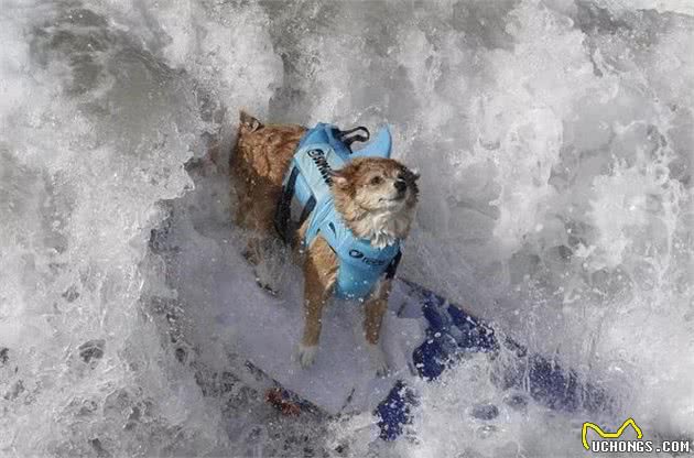 狗狗爱冲浪