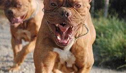 10种拉风的巨型犬，郭德纲于谦的相声里提到过“圣伯纳犬”