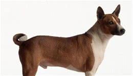 巴仙吉犬呕吐怎么办巴仙吉犬感冒发烧了怎么治疗