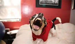 狗狗乱吼乱叫多半是跟主人学的，你不承认？