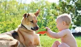 养狗，我们到底需要豫备好什么？