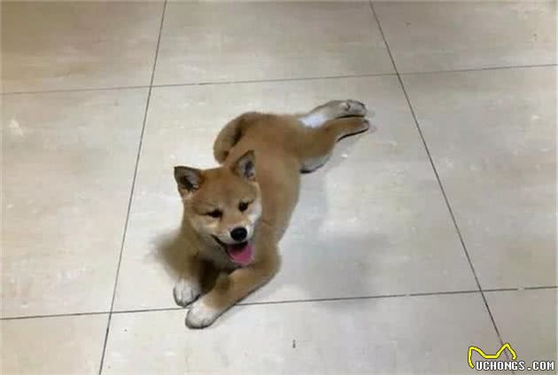这四个原因让柴犬养不肥，听到柴犬不纯后，铲屎官才明白过来！
