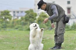 别盲目训犬，把握这些习性能让你省大力气