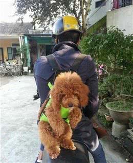 萌哭！主人DIY小小狗背带，让汪爸背着狗崽子出门遛弯