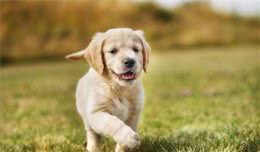 大金毛犬吃什么有营养金毛犬吃哪些食物有帮助