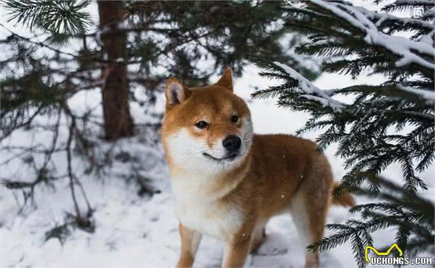 为什么会有那么多人喜欢柴犬？柴犬有哪些讨人喜欢的优点呢