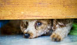 狗狗睡觉的4种姿态，暗示了它对你的信赖度，最后一种是人间囧事