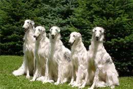 来自俄罗斯的贵族狗，颜值和战斗力并重的工作犬，俄罗斯牧羊犬