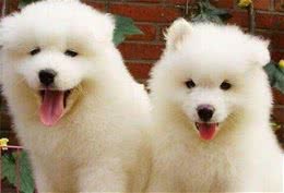萨摩耶犬能长多大性情活泼体形中等