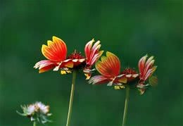 怎样知道自己的狗狗得了肠胃炎，得了肠胃炎该怎么办？