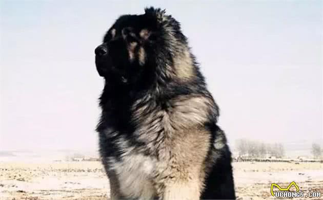 综合评价十八种世界顶级猛犬，猛犬认知的升华