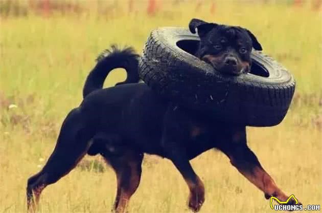 综合评价十八种世界顶级猛犬，猛犬认知的升华