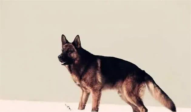 综合评价十八种世界顶级猛犬，猛犬认知的升华