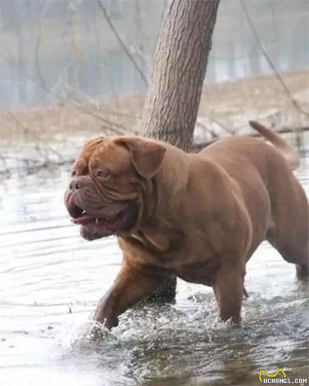 综合评价十八种世界顶级猛犬，猛犬认知的升华