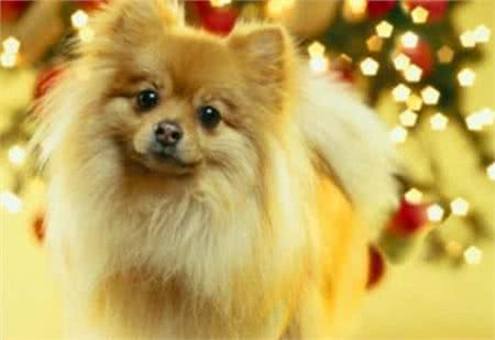 教您挑选健康博美犬的技巧