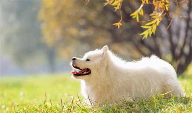 萨摩不吃犬粮能吃白米饭吗？学着自制犬粮吧，狗狗营养均衡不挑食