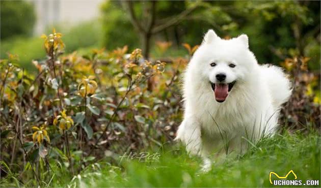 萨摩不吃犬粮能吃白米饭吗？学着自制犬粮吧，狗狗营养均衡不挑食
