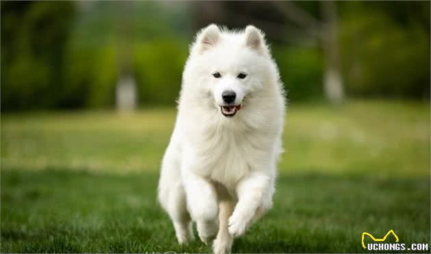 萨摩不吃犬粮能吃白米饭吗？学着自制犬粮吧，狗狗营养均衡不挑食