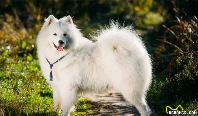 萨摩不吃犬粮能吃白米饭吗？学着自制犬粮吧，狗狗营养均衡不挑食