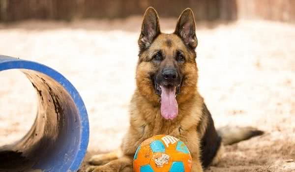 德国牧羊犬只懂波兰语，急招双语新主人带它回家