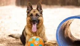 德国牧羊犬只懂波兰语，急招双语新主人带它回家
