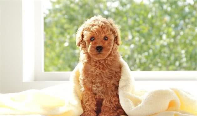 玩具贵宾犬驯养玩具贵宾犬驯养注意的地方