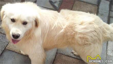 犬类科普:赛级犬和宠物级的区别是啥纯种是否等于高品质