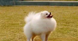导致博美犬不吃东西的原因